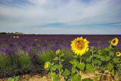 Excursión de medio día a los campos de lavanda de Avignon. Excursión de medio día a los campos de lavanda de Avignon.