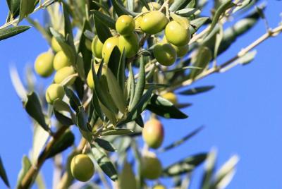 Degustación de medio día de alpilles y aceite de oliva desde Aviñ