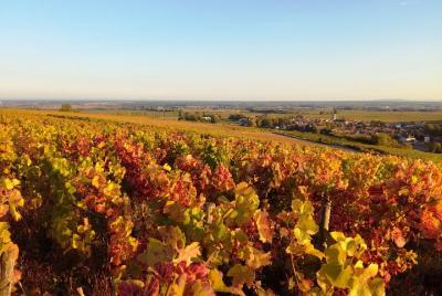 Excursión de un día a la ruta Grand Crus de Borgoña con 10 degustaciones de vinos en dominios familiares Excursión de un día a la ruta Grand Crus de Borgoña con 10 degustaciones de vinos en dominios familiares