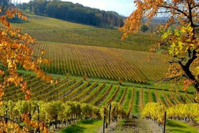 Tour privado de vinos en la región de Bergerac en EXPLOREO