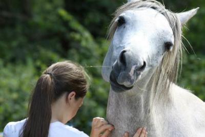 Degustación de rascarse en el medio de los caballos árabes Lauren