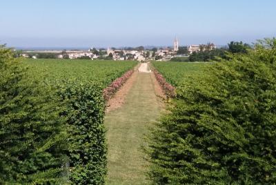 Tour de vino por la mañana y desayuno en Saint-Emilion