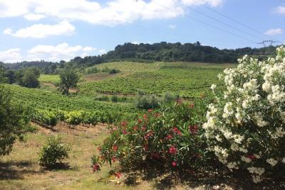 Tour del día del vino. Tour compartido desde Carcasona.