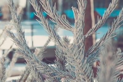 Invierno en Carcasona