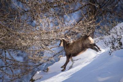 Observación de vida silvestre - 1/2 día