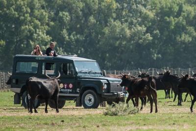 Safari de 3 h en 4x4 por la Camarga desde Le Grau-du Roi Safari de 3 h en 4x4 por la Camarga desde Le Grau-du Roi