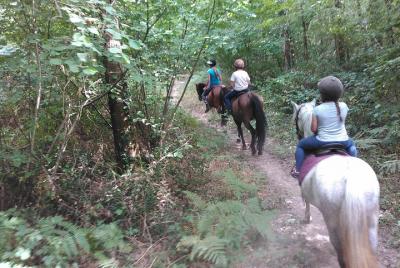 Half H pony / caballo / familia Half H pony / caballo / familia