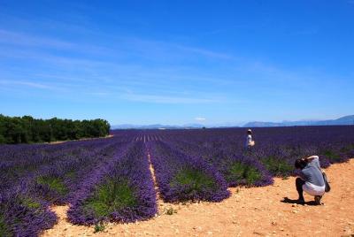 Tour de campos de lavanda en Valensole desde Marsella