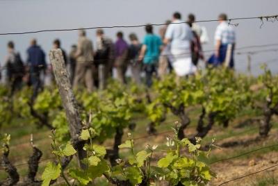 Recorrido por un viñedo, bodega y bodega con degustación de vinos en Vouvray, Valle del Loira Recorrido por un viñedo, bodega y bodega con degustación de vinos en Vouvray, Valle del Loira