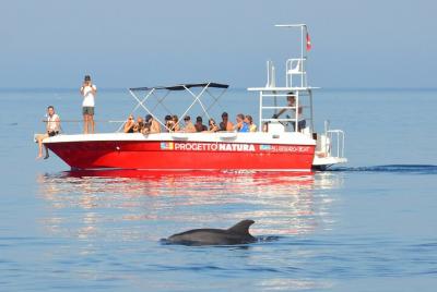 Tour de verano: avistamiento de delfines y snorkeling guiado.