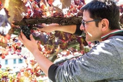 Cata de vinos en bodega Apicella con rico buffet.