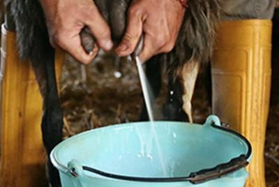 Pienza: demostración de elaboración de queso y almuerzo ligero en una granja Pienza: demostración de elaboración de queso y almuerzo ligero en una granja