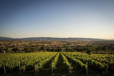 Visita a la bodega orgánica con almuerzo completo desde Asís