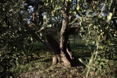 EVO de Paisajes Perfumes y Sabores