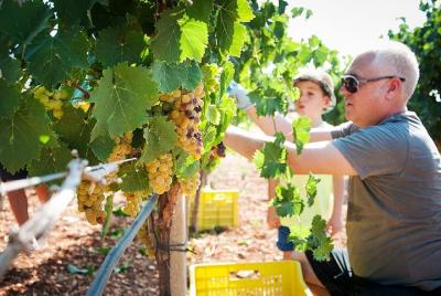 Grape harvest festival, food and wine in the trulli Grape harvest festival, food and wine in the trulli