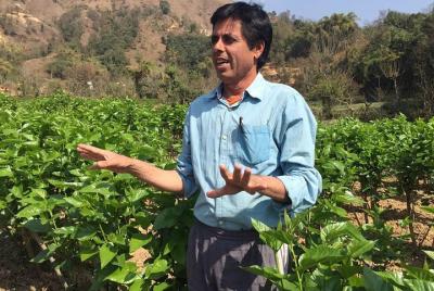 Visita de día a la granja de gusanos de seda (sericultura) con se