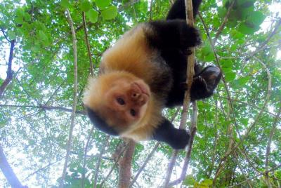 Excursión por la Isla de los Monos desde Panamá Excursión por la Isla de los Monos desde Panamá