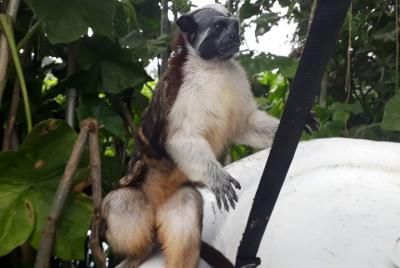  Isla de los Monos y Canal de Panamá Esclusas de Pedro Miguel