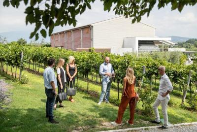 Tour y degustación de vinos orgánicos en Lazise