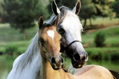 Grupo pequeño de equitación cerca de Lucca Grupo pequeño de equitación cerca de Lucca