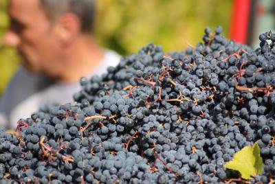 Experiencia de cata de vinos y descubrimiento cerca de Módena