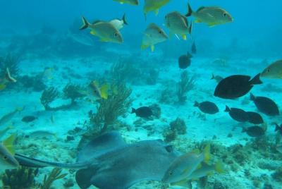 Stingray City y Snorkel Tour con almuerzo Stingray City y Snorkel Tour con almuerzo