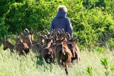  Tour de sabor de elaboración de queso de cabra en Umbría