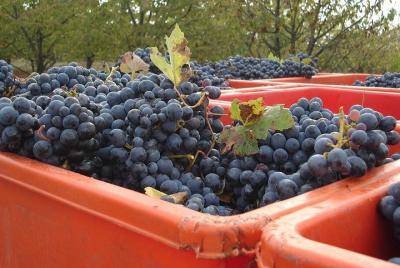 Elaboración de Lambrusco: visita a la bodega. Elaboración de Lambrusco: visita a la bodega.