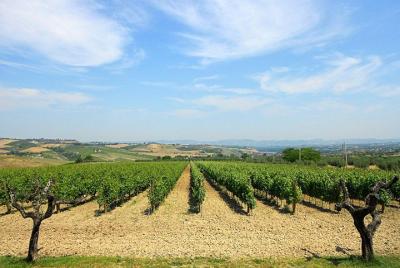 Visite la bodega Marchesi de Cordano y deguste sus vinos. Visite la bodega Marchesi de Cordano y deguste sus vinos.