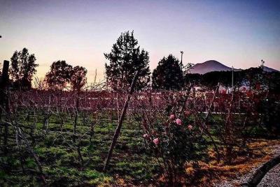 Cena Maridaje Comida & Vino + Recorrido por los viñedos