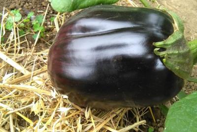 Visita al jardín y degustación de bruschetta