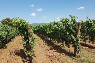 Cata de 4 vinos en San Gimignano en una bodega típica
