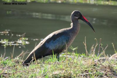 Birding Safari (AM / PM) - River Wild Safaris