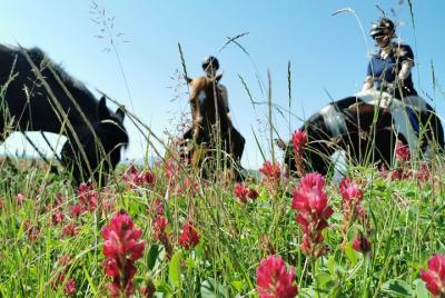 Horsebackriding - explore la naturaleza toscana