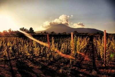 Degustación de vinos en las laderas del Vesubio, incluido el almu