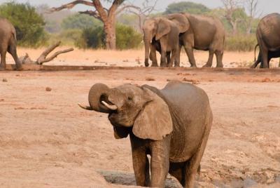 Fauna y naturaleza, Victoria Falls, Hwange, Chobe excursión de un