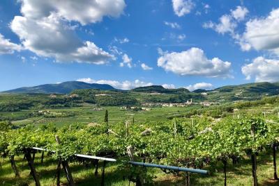 Degustación de vino Amarone de 2 horas en Valpolicella Classico Degustación de vino Amarone de 2 horas en Valpolicella Classico