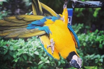 Tour del Santuario de Aves de Rockland [Transporte] Recogida en e