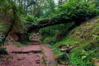 Experiencia de caminata en el bosque de Bussaco