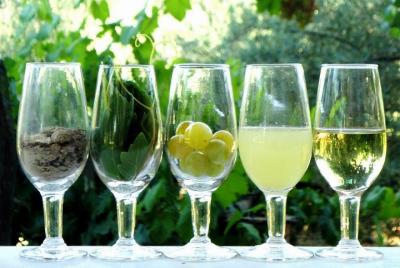 Cata de Vinos de Jerez de la Frontera