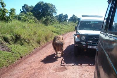 TANZANIA EXPERIENCE; 4 días Safari fotográfico de vida silvestre, TANZANIA EXPERIENCE; 4 días Safari fotográfico de vida silvestre,