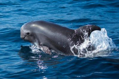 Fuerteventura: avistamiento de delfines en la isla de lobos