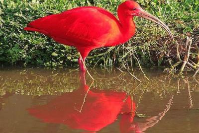 Observation of exciting birdlife tour through the mangroves of Sa