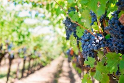 Recorrido gastronómico en Tenerife con visitas a dos bodegas y al Recorrido gastronómico en Tenerife con visitas a dos bodegas y al