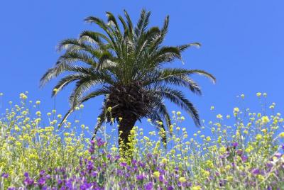 Caminata de hierbas La Gomera