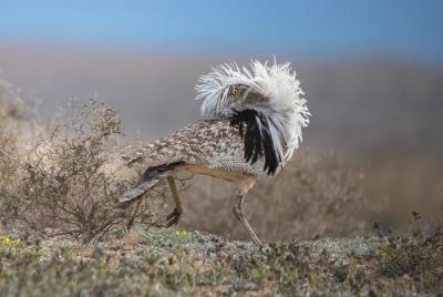 Excursión guiada de medio día para observar aves desde Lanzarote