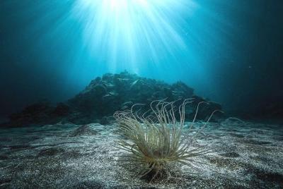 Tour de esnórquel a lo largo de la costa