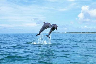 Nada con los delfines