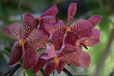 Maravillas de Nadi Tour