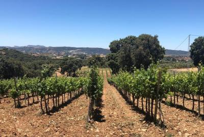 Ronda Full Day Wine Tour desde Marbella Ronda Full Day Wine Tour desde Marbella